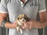 Peppa - Female 1, a female Pembroke Welsh Corgi for sale in Jefferson, SC – 3 of 4