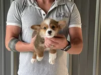 Lue Lue - Male 2, a male Pembroke Welsh Corgi for sale in Jefferson, SC – 2 of 4