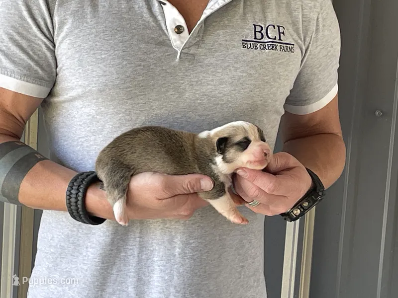 Maddy - Male 1 – Pembroke Welsh Corgi puppy for sale in Jefferson, SC