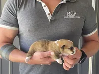 Tulip - Female 3, a female Pembroke Welsh Corgi for sale in Jefferson, SC – 4 of 4