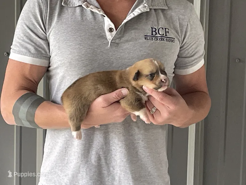 Peppa - Female 3 – Pembroke Welsh Corgi puppy for sale in Jefferson, SC