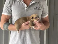 Peppa - Female 3, a female Pembroke Welsh Corgi for sale in Jefferson, SC – 1 of 4