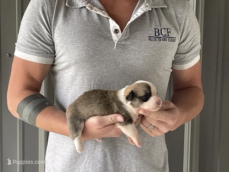 Maddy - Female 2 – Pembroke Welsh Corgi puppy for sale in Jefferson, SC