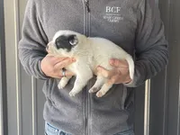 processed/8b533c5d-fcfb-4cef-86df-0977ab09ed17/listing/6604925a-f98b-472f-93cc-c2036e2b52db/13ffd0a9-22bb-4139-9f7d-01c7274770a2