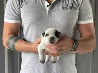 Eve - Male 2, a male Australian Cattle Dog for sale in Jefferson, SC – 2 of 3