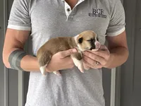 Peppa - Female 4, a female Pembroke Welsh Corgi for sale in Jefferson, SC – 1 of 4