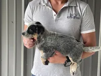 Eve - Male 1, a male Australian Cattle Dog for sale in Jefferson, SC – 4 of 4