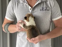 Peppa - Female 5, a female Pembroke Welsh Corgi for sale in Jefferson, SC – 3 of 4