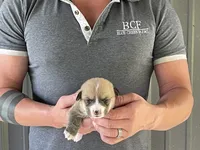 Lue Lue - Male 5, a male Pembroke Welsh Corgi for sale in Jefferson, SC – 2 of 4