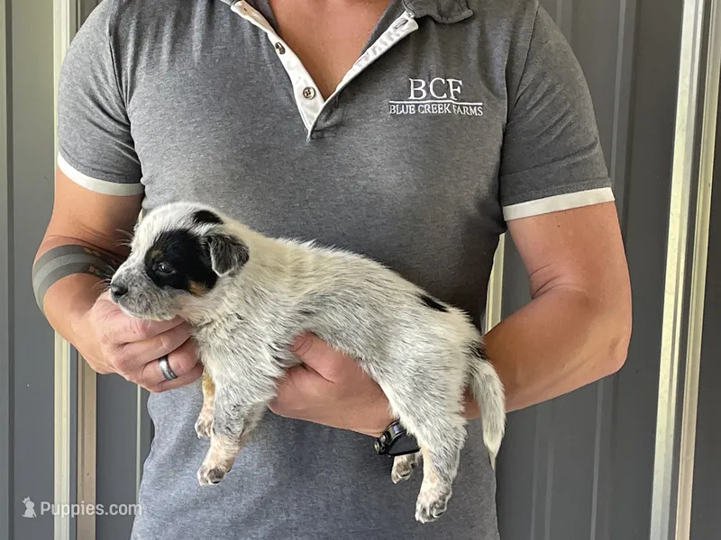 Eve - Male 1 – Australian Cattle Dog puppy for sale in Jefferson, SC