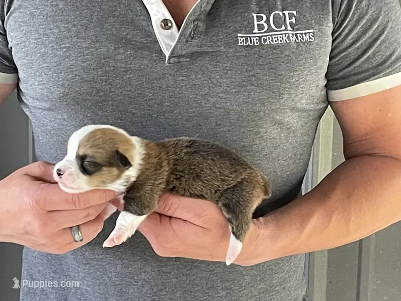 Lue Lue - Male 3 – Pembroke Welsh Corgi puppy for sale in Jefferson, SC