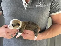 Lue Lue - Male 3, a male Pembroke Welsh Corgi for sale in Jefferson, SC – 1 of 4