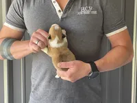 Tulip - Female 2, a female Pembroke Welsh Corgi for sale in Jefferson, SC – 2 of 4