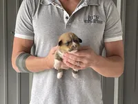 Peppa - Female 3, a female Pembroke Welsh Corgi for sale in Jefferson, SC – 3 of 4