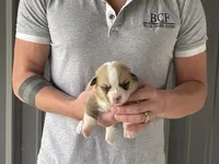 Peppa - Male 1, a male Pembroke Welsh Corgi for sale in Jefferson, SC – 3 of 4