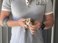 Olive - Female 4, a female Pembroke Welsh Corgi for sale in Jefferson, SC – Photo 3 of 4