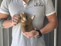 Olive - Female 4, a female Pembroke Welsh Corgi for sale in Jefferson, SC – Photo 4 of 4