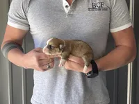 Olive - Female 4, a female Pembroke Welsh Corgi for sale in Jefferson, SC – Photo 2 of 4