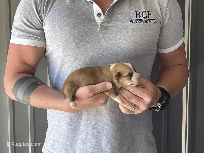 Olive - Female 4 – Pembroke Welsh Corgi puppy for sale in Jefferson, SC