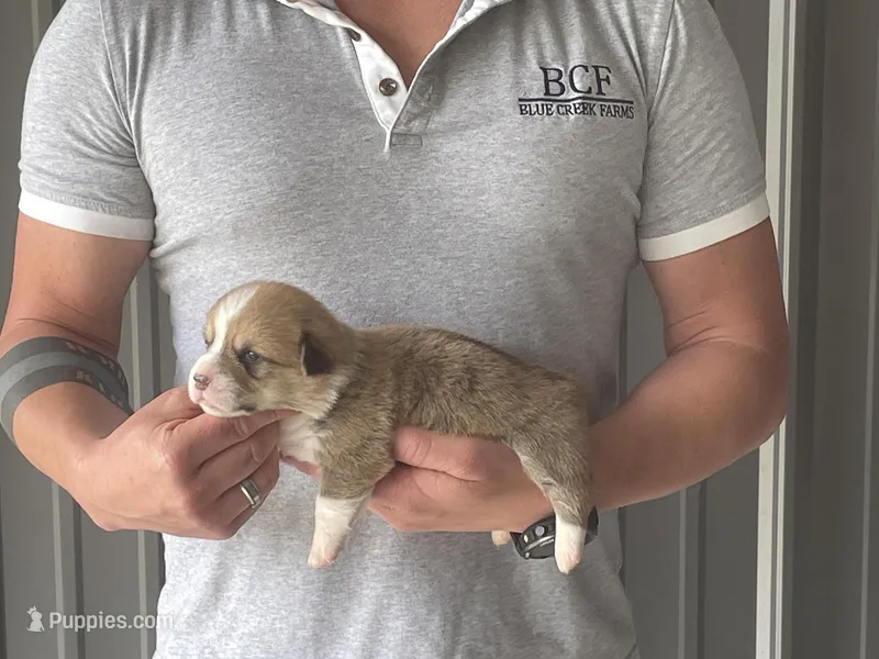 Olive - Female 4 – Pembroke Welsh Corgi puppy for sale in Jefferson, SC