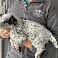 Jessi - Male 1, a male Australian Cattle Dog for sale in Jefferson, SC – Photo 2 of 3