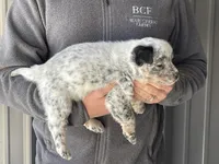 Jessi - Male 1, a male Australian Cattle Dog for sale in Jefferson, SC – Photo 2 of 3