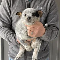 Jessi - Male 1, a male Australian Cattle Dog for sale in Jefferson, SC – Photo 3 of 3