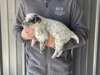 Jessi - Male 1, a male Australian Cattle Dog for sale in Jefferson, SC – Photo 1 of 3