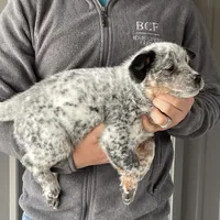 Jessi - Male 1, a male Australian Cattle Dog for sale in Jefferson, SC – Photo 1 of 3