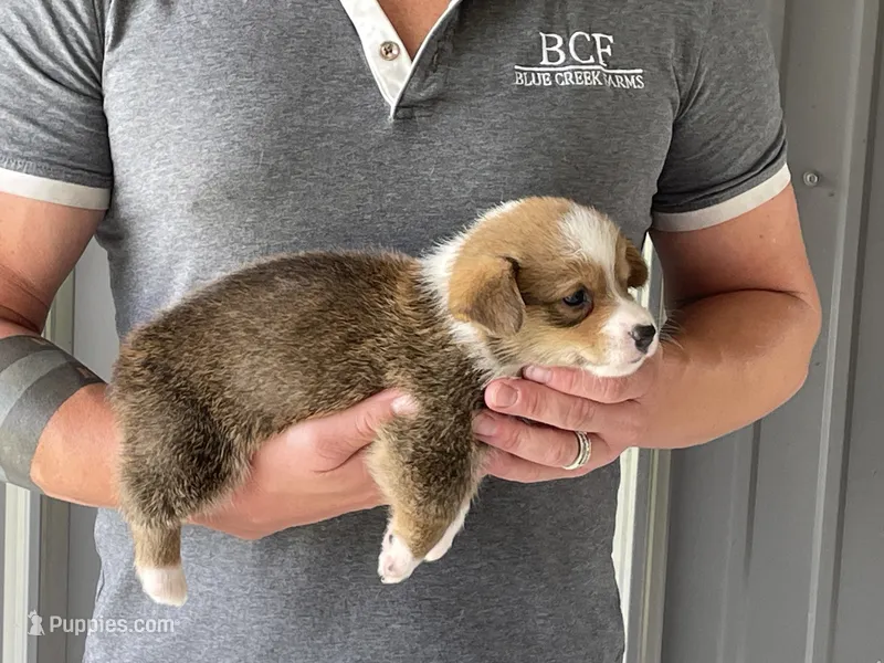 Lue Lue - Male 2 – Pembroke Welsh Corgi puppy for sale in Jefferson, SC