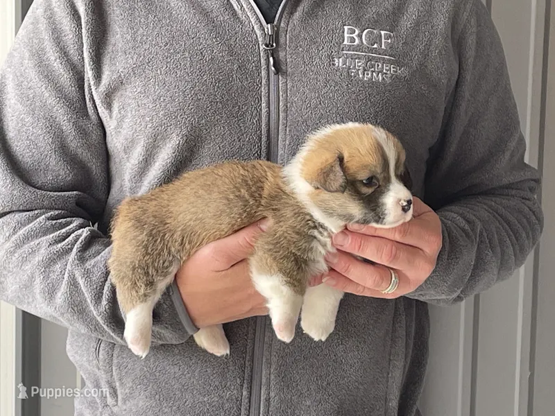 Olive - Female 5 – Pembroke Welsh Corgi puppy for sale in Jefferson, SC