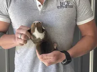 Olive - Male 4, a male Pembroke Welsh Corgi for sale in Jefferson, SC – Photo 4 of 4