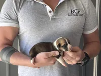 Olive - Male 4, a male Pembroke Welsh Corgi for sale in Jefferson, SC – Photo 2 of 4