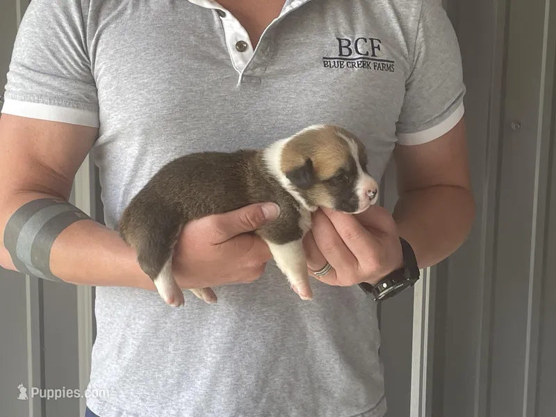 Olive - Male 4 – Pembroke Welsh Corgi puppy for sale in Jefferson, SC