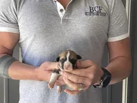 Olive - Male 4, a male Pembroke Welsh Corgi for sale in Jefferson, SC – Photo 3 of 4