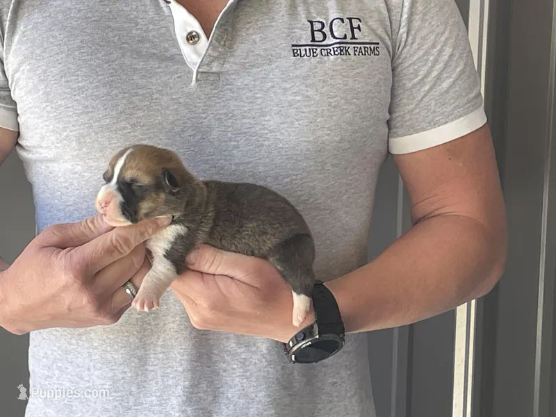 Olive - Male 4 – Pembroke Welsh Corgi puppy for sale in Jefferson, SC