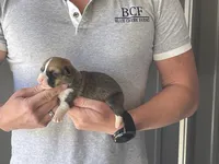 Olive - Male 4, a male Pembroke Welsh Corgi for sale in Jefferson, SC – Photo 1 of 4