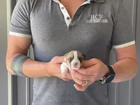 Tulip - Female 4, a female Pembroke Welsh Corgi for sale in Jefferson, SC – 3 of 4