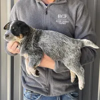 Eve - Male 1, a male Australian Cattle Dog for sale in Jefferson, SC – Photo 1 of 3