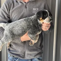 Eve - Male 1, a male Australian Cattle Dog for sale in Jefferson, SC – Photo 3 of 3