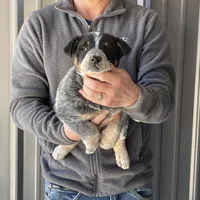 Eve - Male 1, a male Australian Cattle Dog for sale in Jefferson, SC – Photo 2 of 3