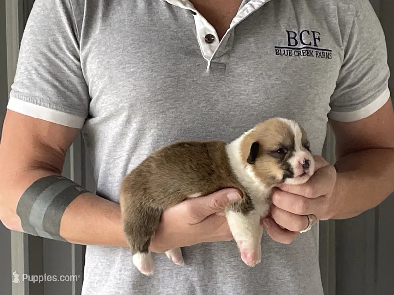Peppa - Female 5 – Pembroke Welsh Corgi puppy for sale in Jefferson, SC