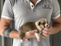 Peppa - Female 5, a female Pembroke Welsh Corgi for sale in Jefferson, SC – 1 of 4