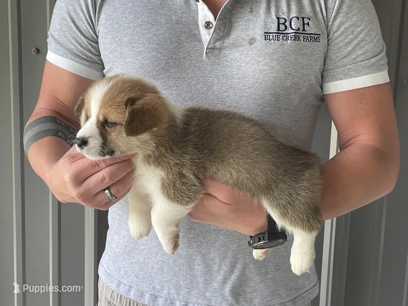 Olive - Female 2 – Pembroke Welsh Corgi puppy for sale in Jefferson, SC