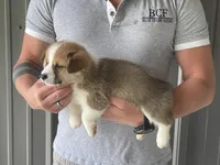 Olive - Female 2, a female Pembroke Welsh Corgi for sale in Jefferson, SC – 1 of 4