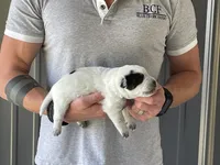 River - Male 2, a male Australian Cattle Dog for sale in Jefferson, SC – 1 of 4