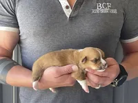Tulip - Female 1, a female Pembroke Welsh Corgi for sale in Jefferson, SC – 3 of 4