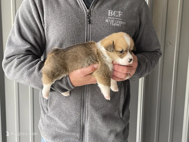 Olive - Female 1 – Pembroke Welsh Corgi puppy for sale in Jefferson, SC