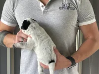 Eve - Male 3, a male Australian Cattle Dog for sale in Jefferson, SC – 4 of 4