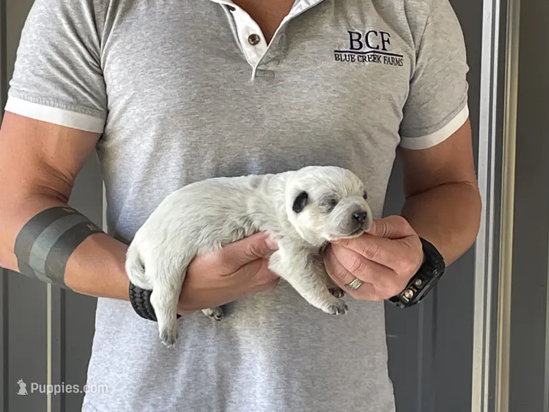 River - Female 2 – Australian Cattle Dog puppy for sale in Jefferson, SC